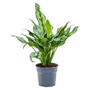 Chinese Evergreen