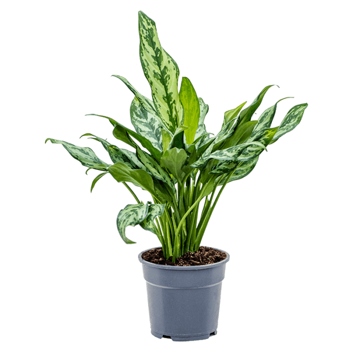 Chinese Evergreen