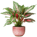 Corporate Plant Gifting – Perfect Indoor Plants for Your Office