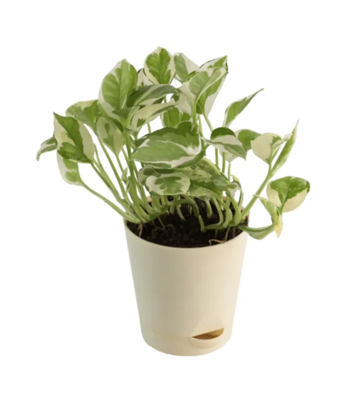 Marble Money Plant