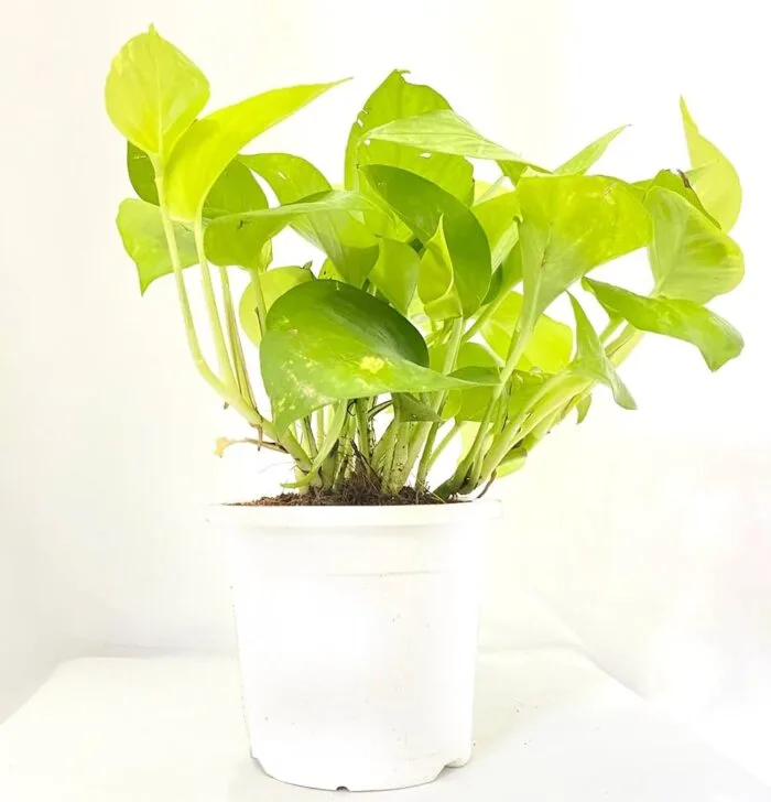 Neon Money Plant