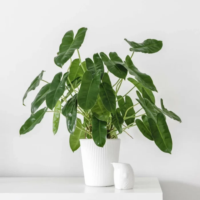 Philodendron Green