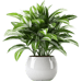 Buy Plants Online – Indoor and Outdoor Plants for Every Home