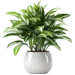 Buy Plants Online – Indoor and Outdoor Plants for Every Home