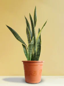 Snake Plant