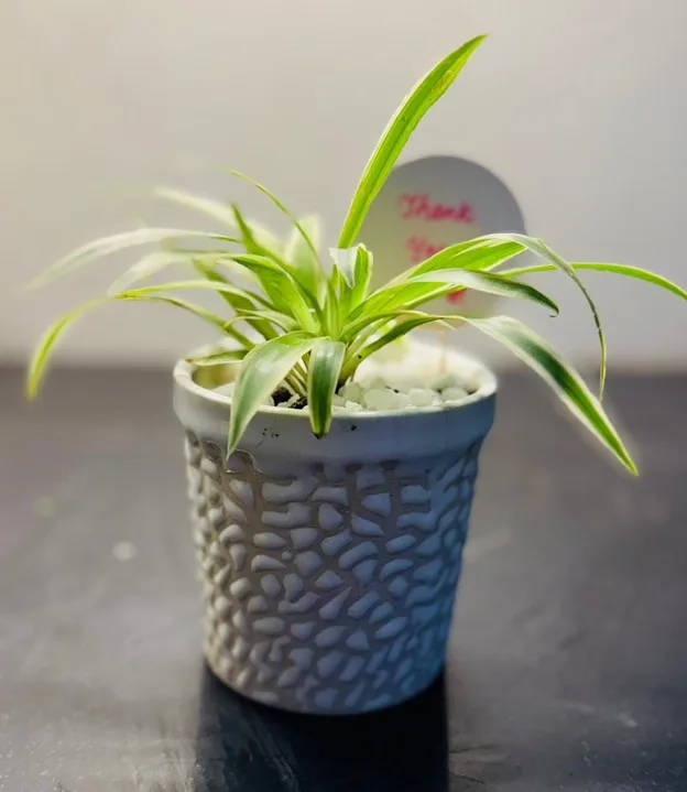 Chlorophytum comosum or Spider plant