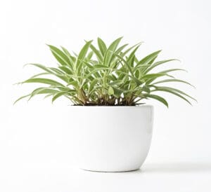 Spider Plant