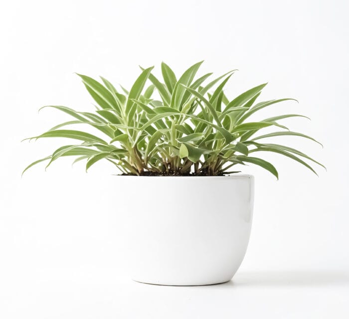 Spider Plant