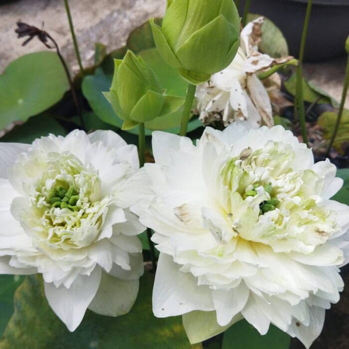 White Peony Lotus Tuber