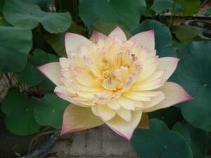 Orange loquat lotus