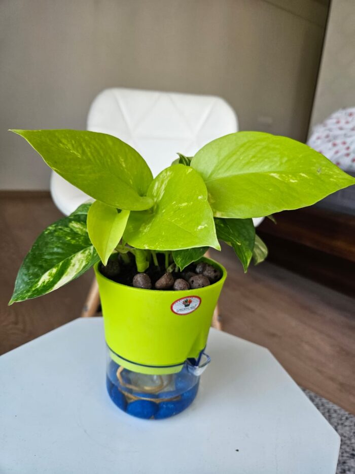 Product Description: Elevate your indoor space with the Golden & Neon Pothos Duo, a striking combination of two vibrant pothos varieties in a sleek self-watering pot. The deep green, golden-streaked foliage of Golden Pothos contrasts beautifully with the bright, electric lime leaves of Neon Pothos, creating a lush, cascading display of nature’s finest hues. Housed in a modern self-watering pot, this duo thrives with minimal care, making it perfect for busy plant lovers and beginners alike. Whether placed on a shelf, desk, or hanging planter, this easy-care pair purifies the air while adding a fresh, tropical vibe to any space. Special Features: ✅ Striking Contrast – The blend of golden variegation and neon green foliage adds a dynamic touch to any decor. ✅ Self-Watering Convenience – Ensures your plants stay hydrated without frequent watering. ✅ Air-Purifying Benefits – Removes toxins, enhances air quality, and promotes a healthier indoor environment. ✅ Low Maintenance – Thrives in various lighting conditions and requires minimal attention. Care Guide: 🌞 Light: Thrives in bright, indirect light but can tolerate low light conditions. 💧 Water: The self-watering system provides consistent moisture. Simply refill the reservoir when needed. 🌡 Temperature & Humidity: Prefers temperatures between 60-85°F (16-29°C) with moderate humidity. 🌱 Fertilizer: Feed with a balanced liquid fertilizer once a month during the growing season (spring & summer). ✂️ Pruning: Trim occasionally to encourage bushy growth and remove any yellowing leaves. Bring home this stunning Pothos duo and enjoy a hassle-free, vibrant touch of greenery in your home or office!