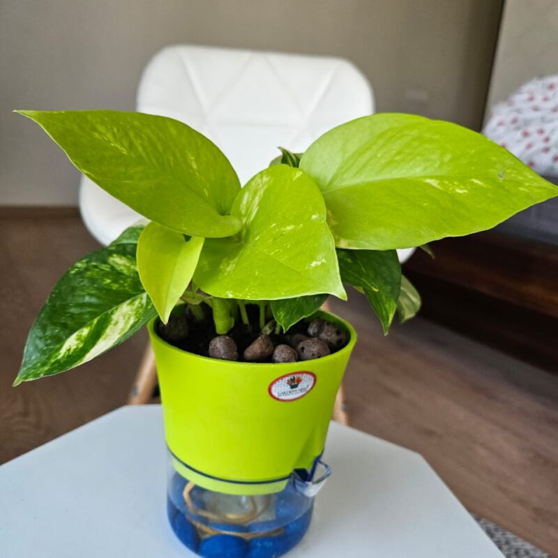 Product Description: Elevate your indoor space with the Golden & Neon Pothos Duo, a striking combination of two vibrant pothos varieties in a sleek self-watering pot. The deep green, golden-streaked foliage of Golden Pothos contrasts beautifully with the bright, electric lime leaves of Neon Pothos, creating a lush, cascading display of nature’s finest hues. Housed in a modern self-watering pot, this duo thrives with minimal care, making it perfect for busy plant lovers and beginners alike. Whether placed on a shelf, desk, or hanging planter, this easy-care pair purifies the air while adding a fresh, tropical vibe to any space. Special Features: ✅ Striking Contrast – The blend of golden variegation and neon green foliage adds a dynamic touch to any decor. ✅ Self-Watering Convenience – Ensures your plants stay hydrated without frequent watering. ✅ Air-Purifying Benefits – Removes toxins, enhances air quality, and promotes a healthier indoor environment. ✅ Low Maintenance – Thrives in various lighting conditions and requires minimal attention. Care Guide: 🌞 Light: Thrives in bright, indirect light but can tolerate low light conditions. 💧 Water: The self-watering system provides consistent moisture. Simply refill the reservoir when needed. 🌡 Temperature & Humidity: Prefers temperatures between 60-85°F (16-29°C) with moderate humidity. 🌱 Fertilizer: Feed with a balanced liquid fertilizer once a month during the growing season (spring & summer). ✂️ Pruning: Trim occasionally to encourage bushy growth and remove any yellowing leaves. Bring home this stunning Pothos duo and enjoy a hassle-free, vibrant touch of greenery in your home or office!