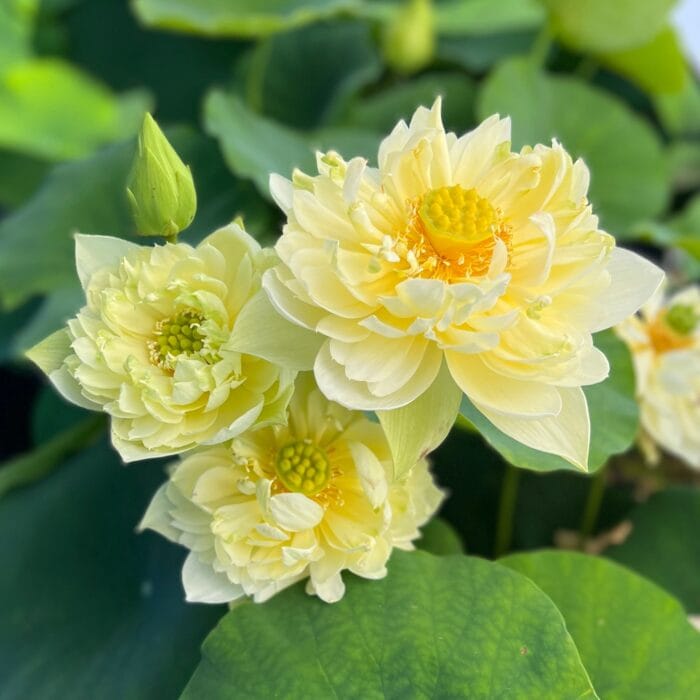 Yellow Peony Lotus Runner